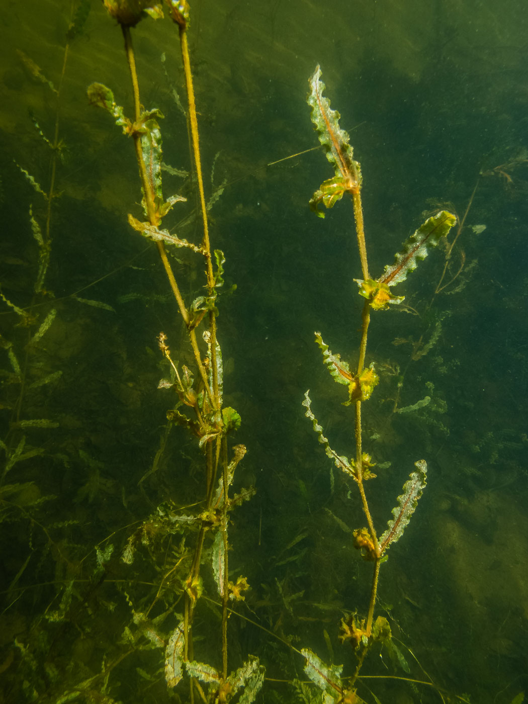 Изображение особи Potamogeton crispus.