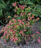 Justicia fulvicoma. Цветущее растение. Португалия, округ Лиссабон, г. Синтра, в культуре. 05.08.2025.