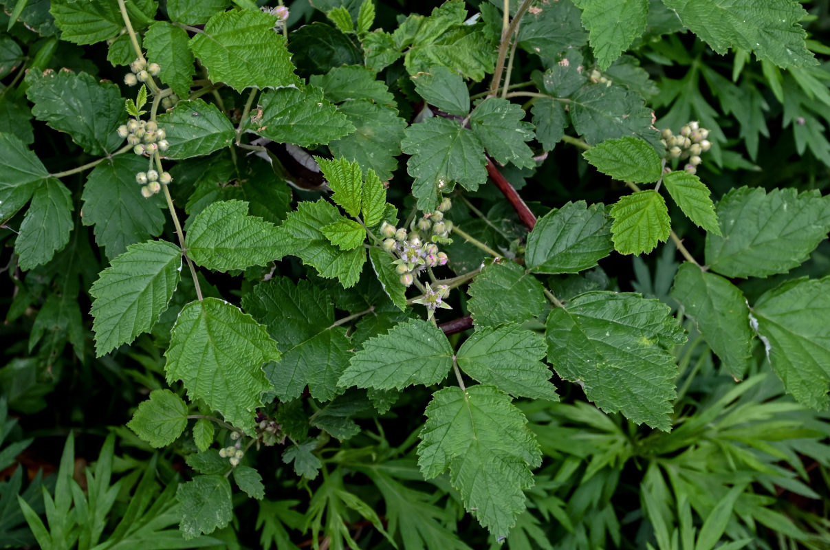 Изображение особи Rubus mesogaeus.