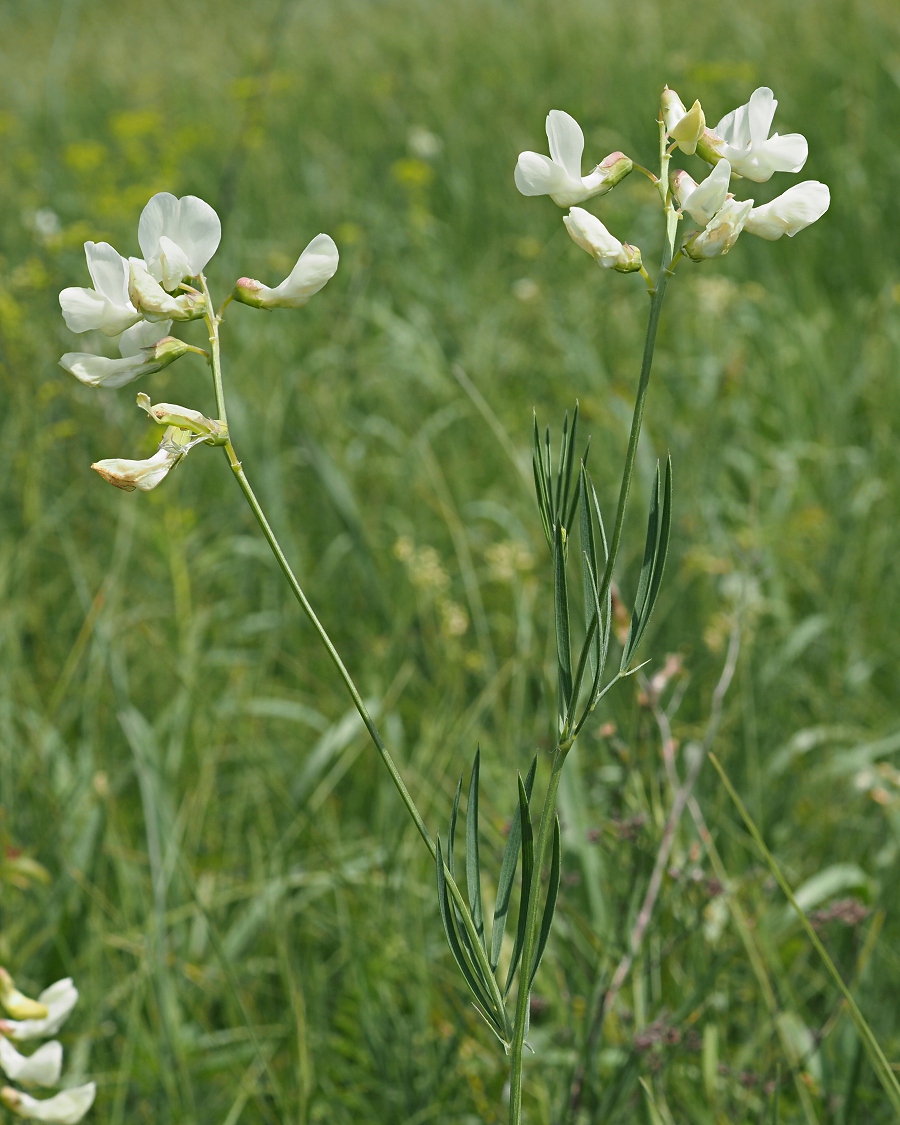 Image of Lathyrus pallescens specimen.