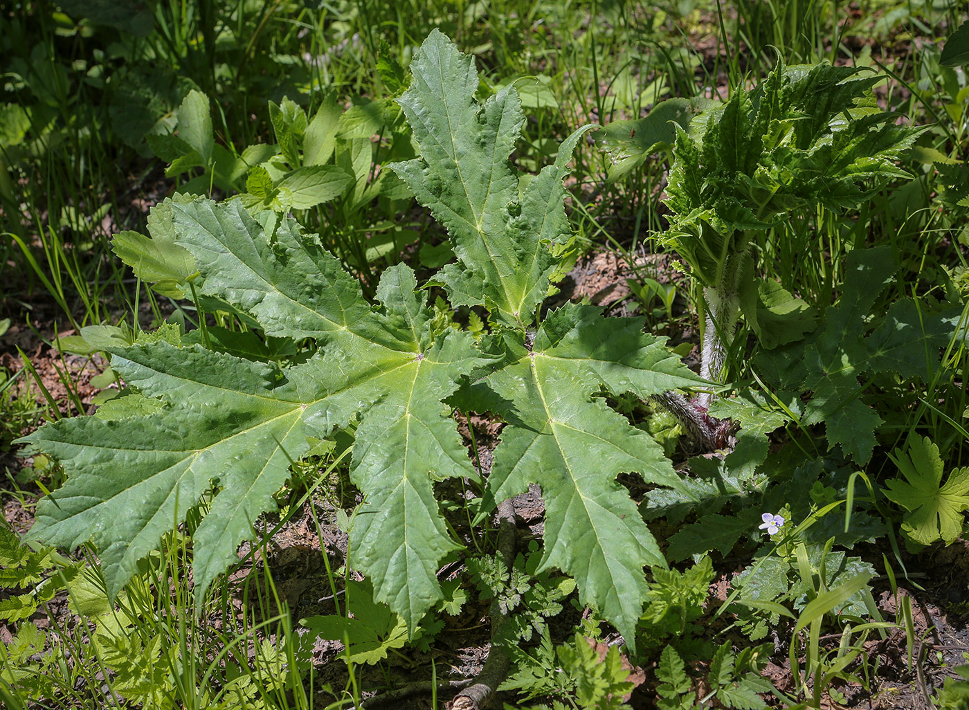 Image of genus Heracleum specimen.