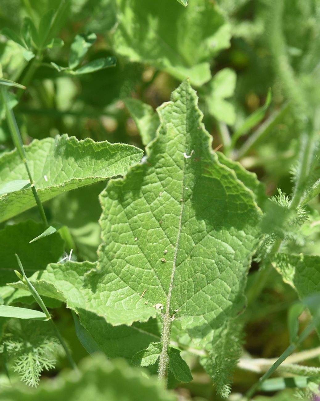 Image of Salvia verticillata specimen.