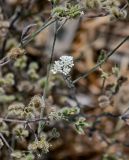 Torilis arvensis. Соцветия и соплодия. Португалия, г. Лиссабон, пустырь. 10.08.2025.