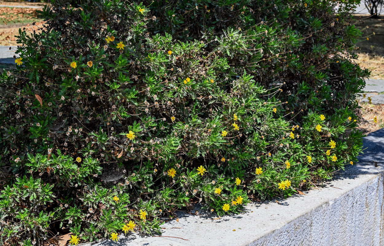 Изображение особи Euryops pectinatus.