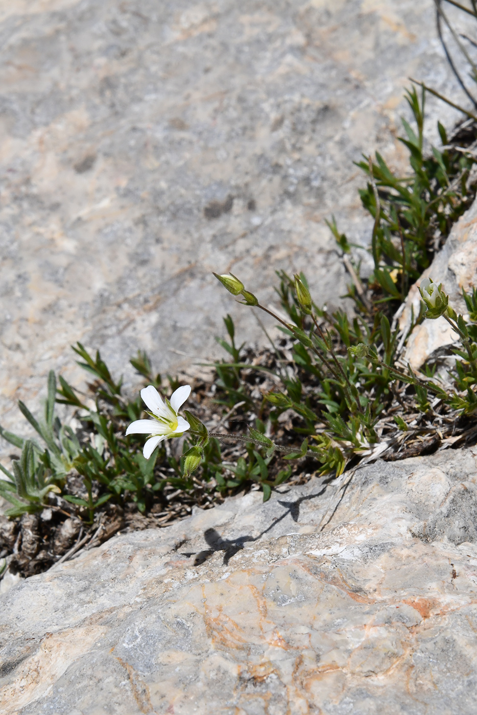 Image of genus Cerastium specimen.