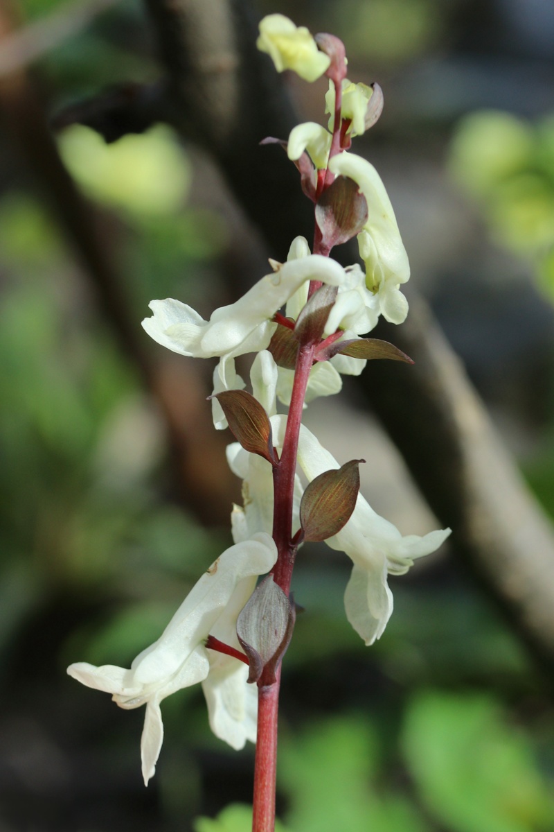 Image of Corydalis cava specimen.
