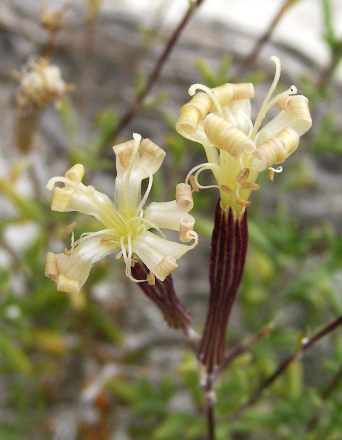 Изображение особи Silene cretacea.