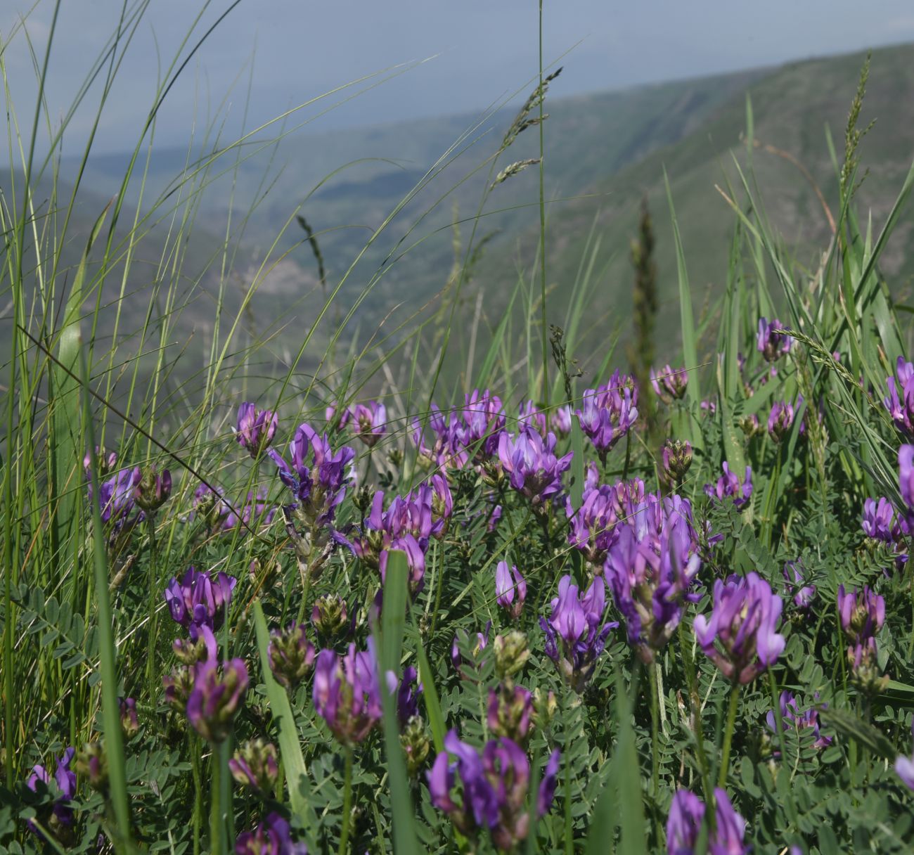 Image of genus Astragalus specimen.