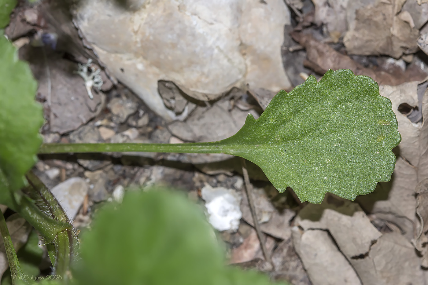 Изображение особи семейство Asteraceae.