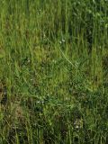 Vicia tetrasperma. Цветущее растение. С.-Петербург, Петергоф, Луговой парк, сеянный луг на недавно перепаханной земле. 07.06.2026.