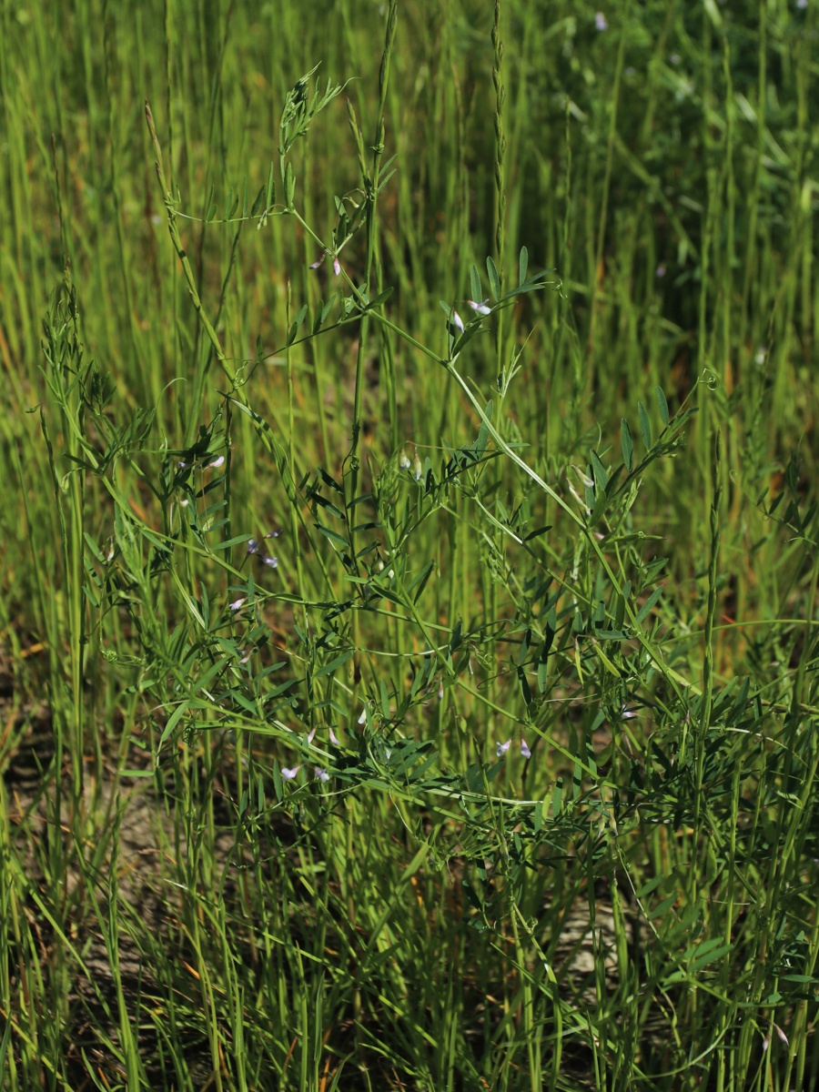 Изображение особи Vicia tetrasperma.