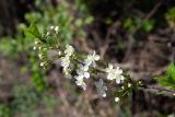 Cerasus vulgaris. Побег с соцветиями. Казахстан, Восточно-Казахстанская обл., окр. с. Кожохово, в культуре. 04.05.2026.