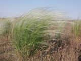 genus Stipa