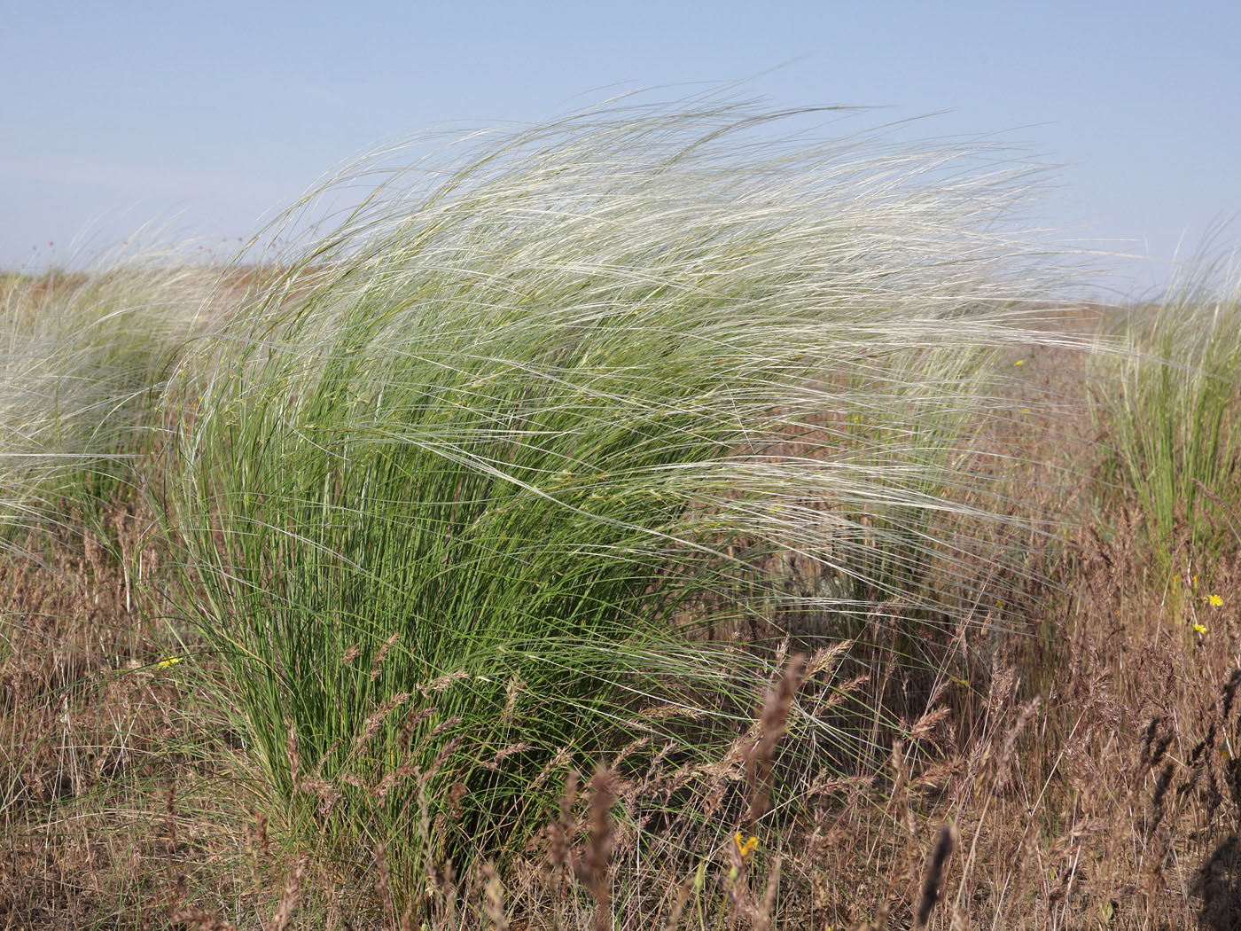 Image of genus Stipa specimen.