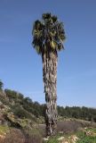 Washingtonia robusta. Вегетирующее дерево (самосев). Израиль, г. Кармиэль, дол. Нахаль Шезор, дно долины, среди гариги. 12.02.2026.