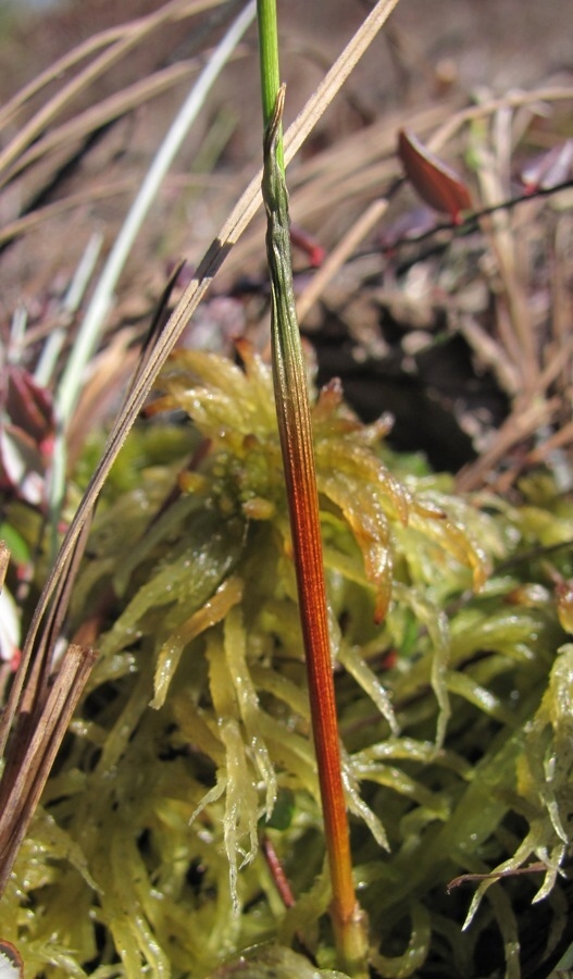 Изображение особи Eriophorum vaginatum.