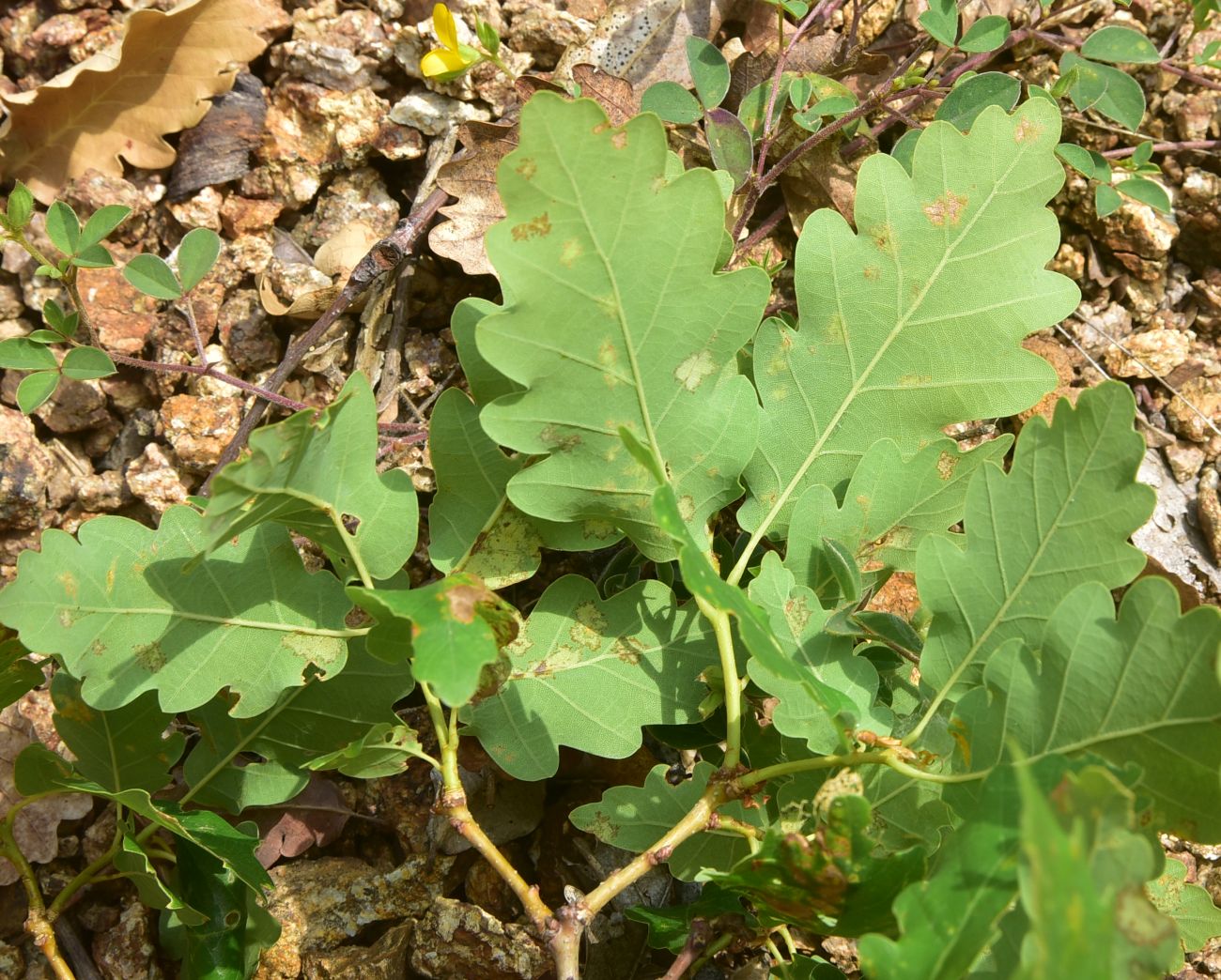 Image of genus Quercus specimen.