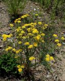 Crepis tectorum. Цветущее растение. Хабаровский край, г. Комсомольск-на-Амуре, обочина дороги. 28.06.2026.