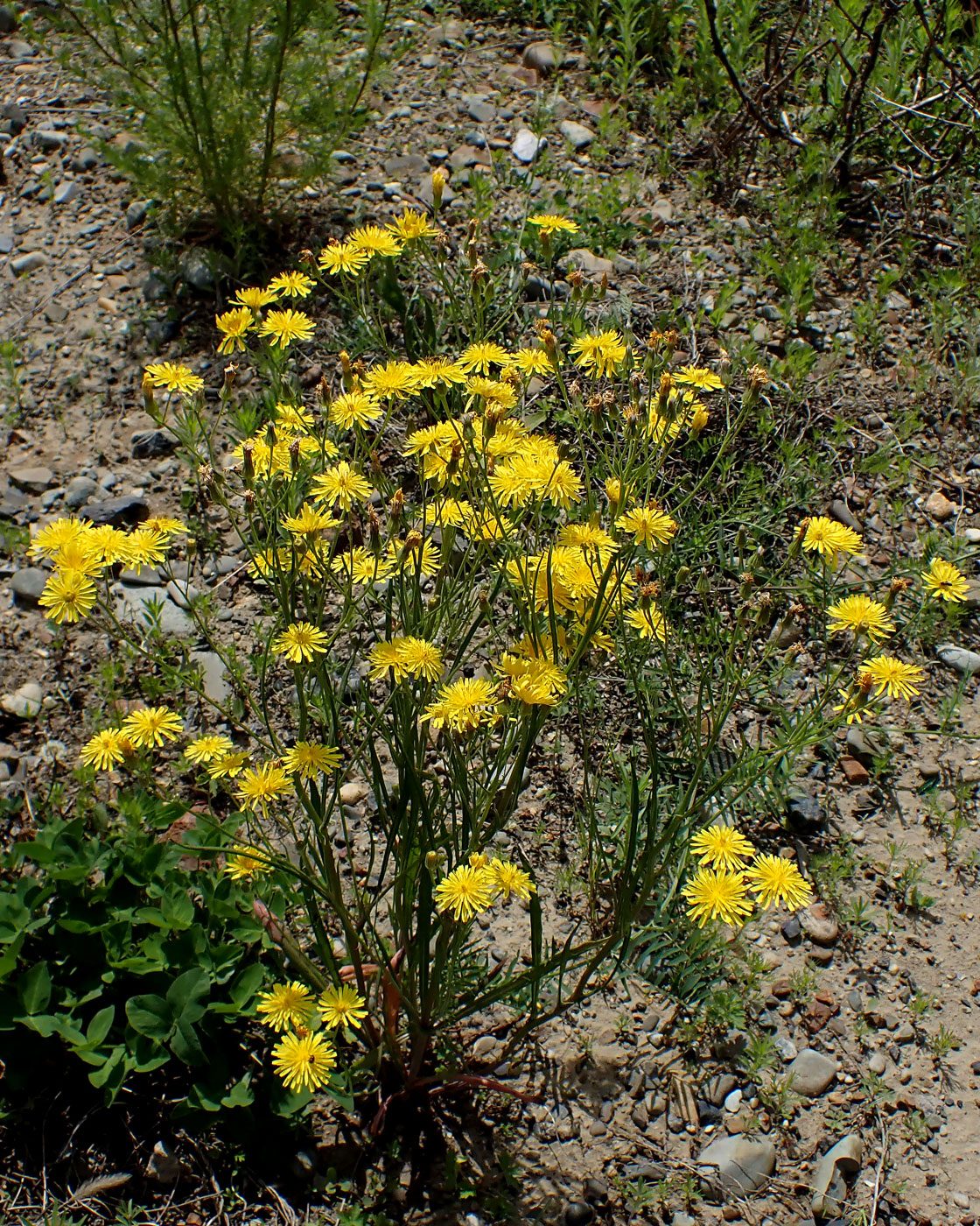Image of Crepis tectorum specimen.