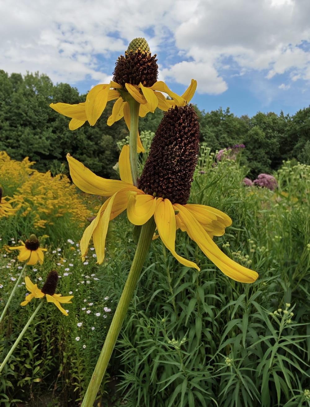 Image of Rudbeckia maxima specimen.