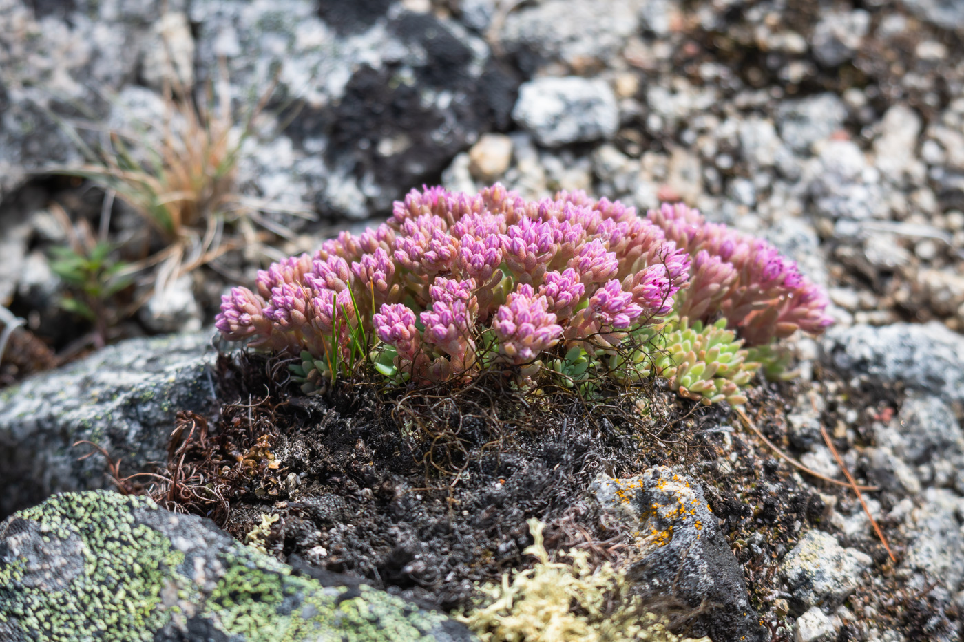 Изображение особи род Sempervivum.
