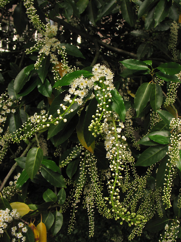 Image of Lauro-cerasus lusitanica specimen.