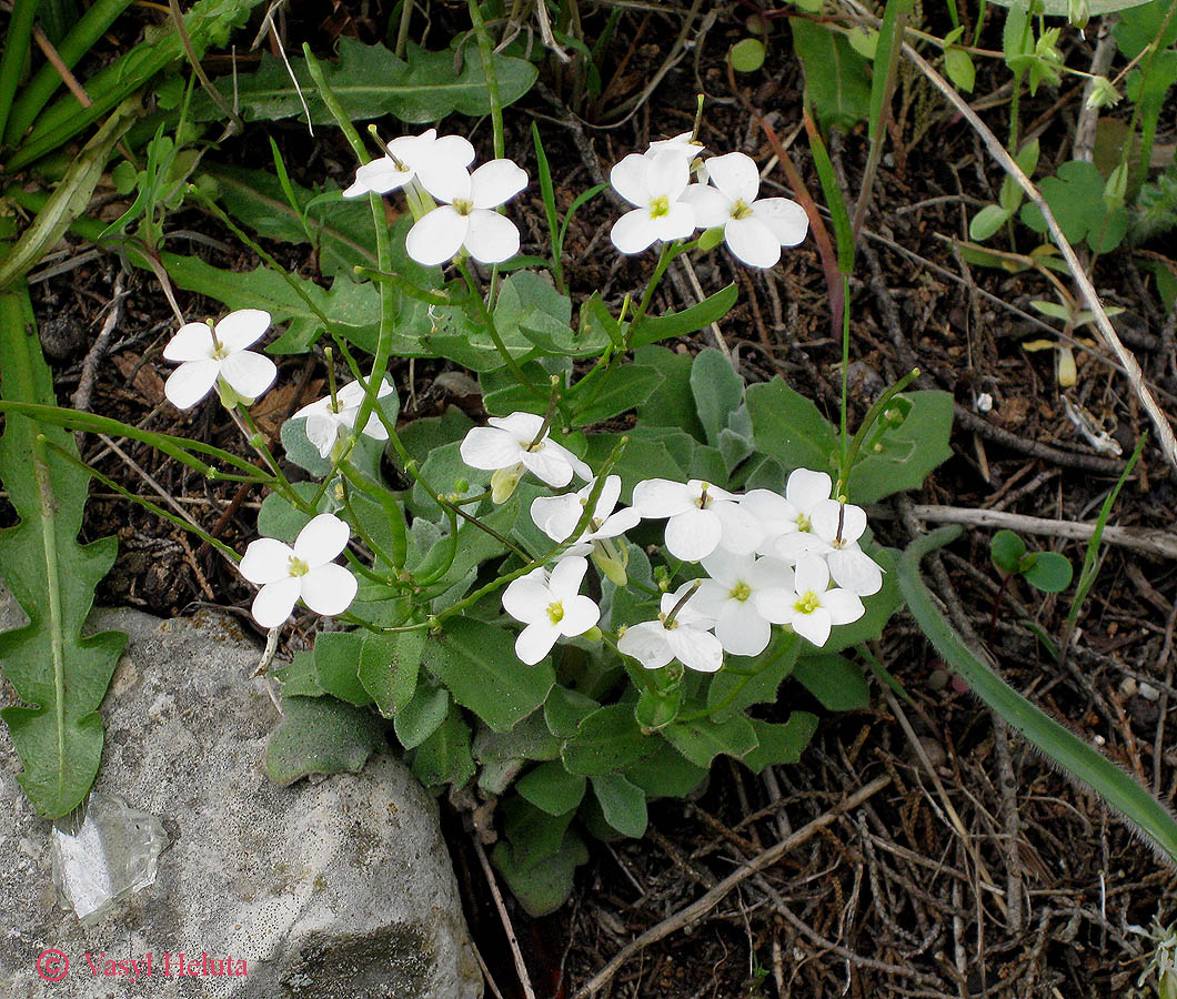 Image of Arabis caucasica specimen.