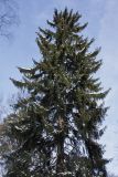 Picea abies. Верхняя часть кроны старого дерева. Санкт-Петербург, Старый Петергоф, парк \"Сергиевка\". 22.02.2009.