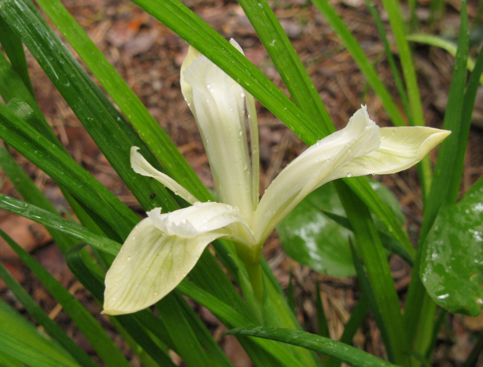 Image of Iris ruthenica specimen.