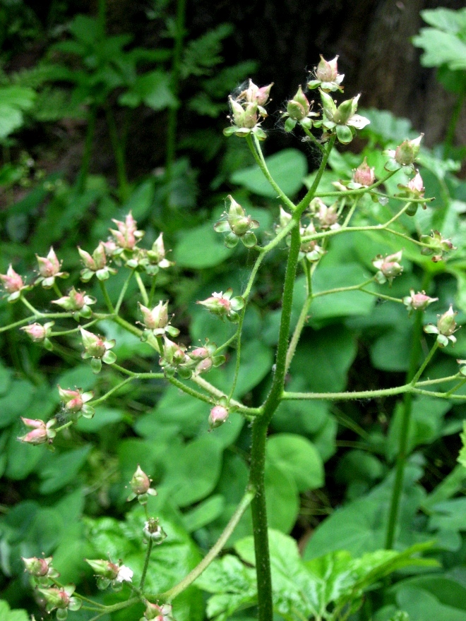 Изображение особи Darmera peltata.