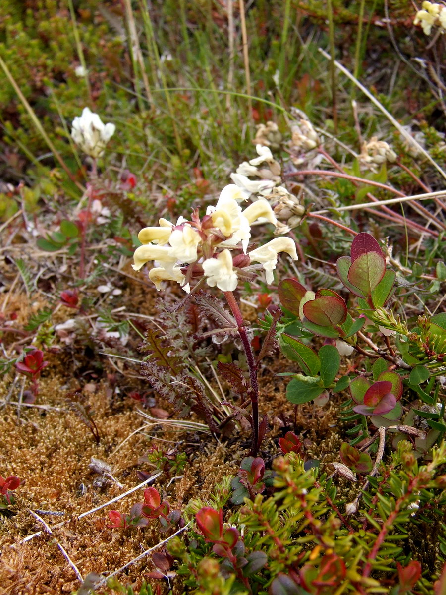 Image of Pedicularis lapponica specimen.