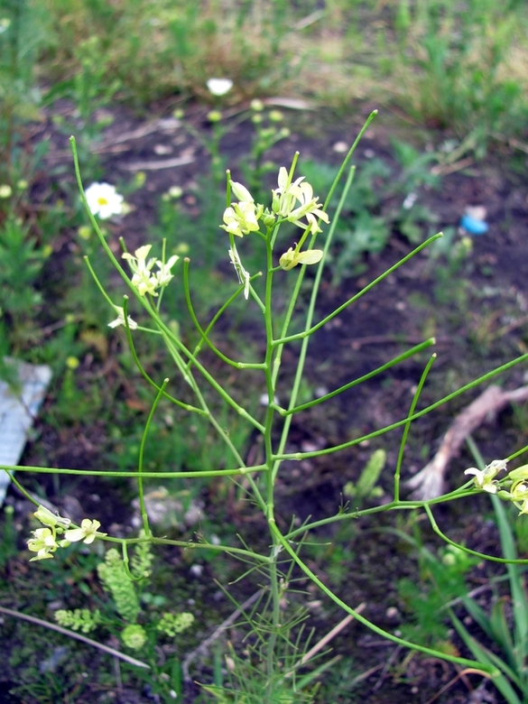 Изображение особи Sisymbrium altissimum.