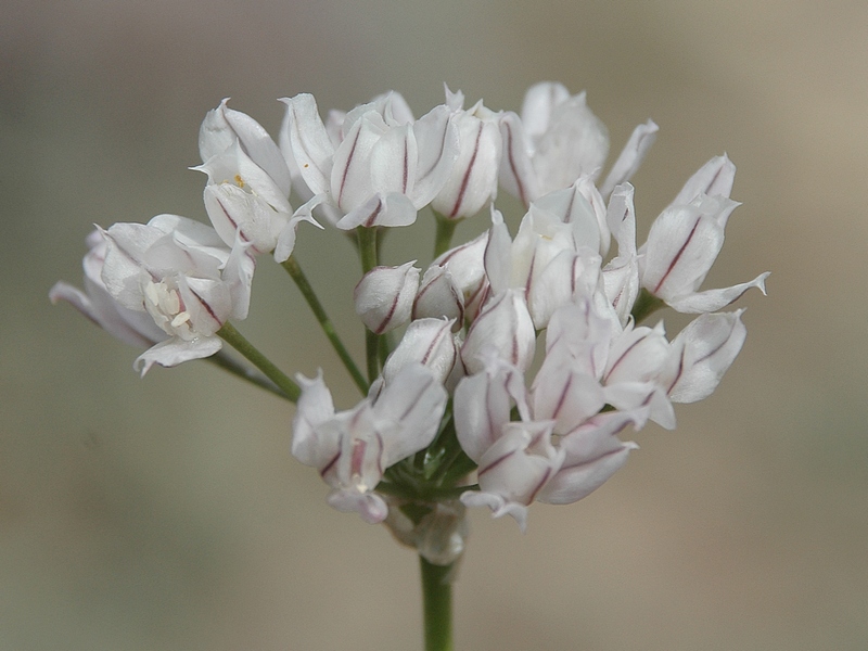 Изображение особи Allium oreoprasum.