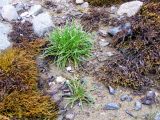 Plantago подвид subpolaris