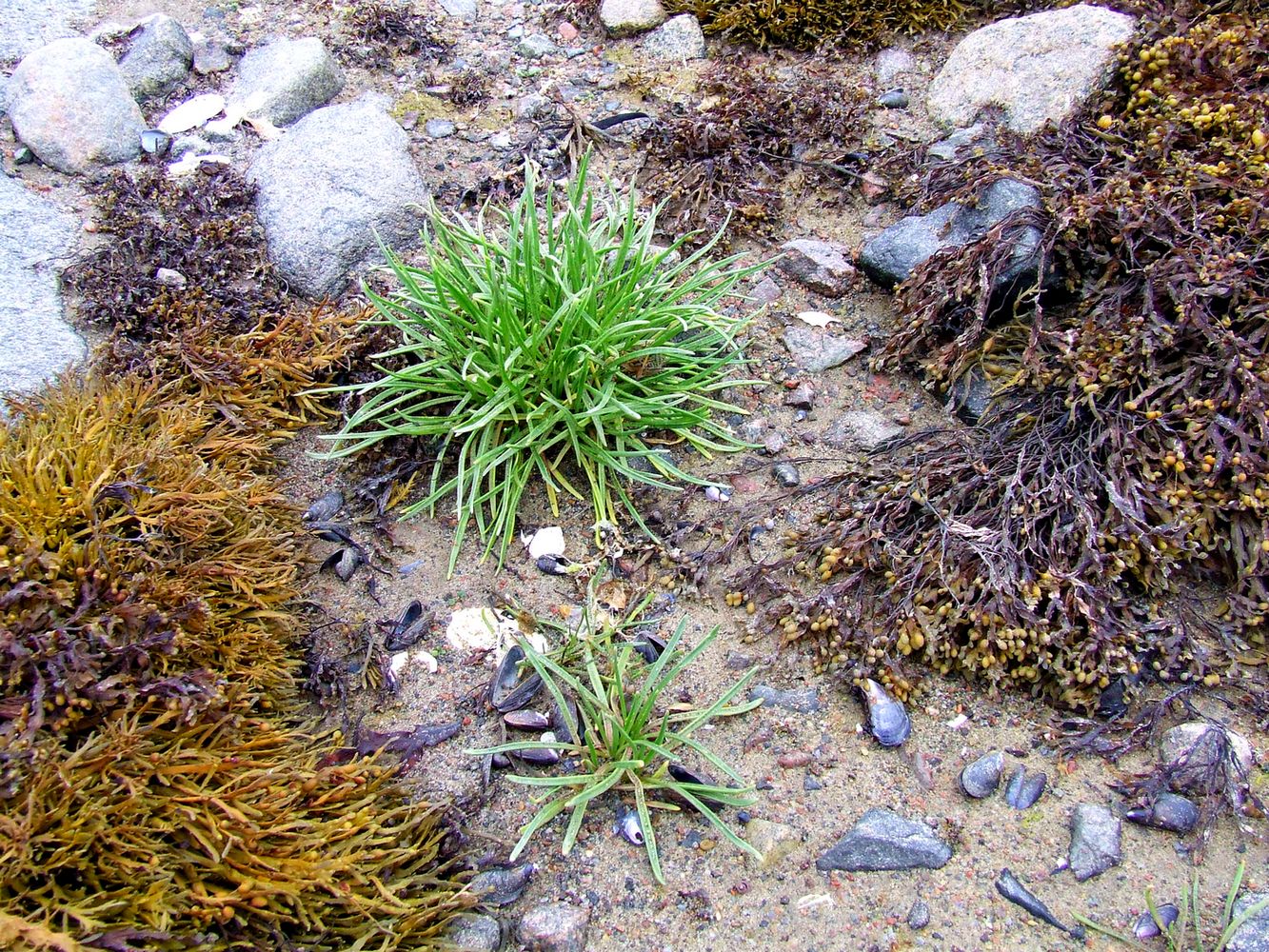 Image of Plantago maritima ssp. subpolaris specimen.