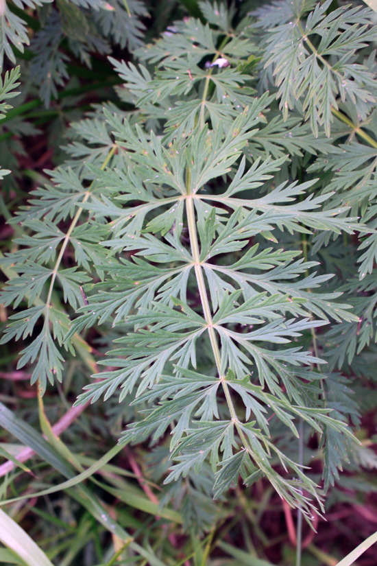 Image of Seseli condensatum specimen.