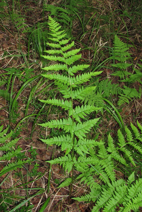 Изображение особи Dryopteris carthusiana.