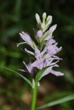Dactylorhiza saccifera. Соцветие. Республика Карачаево-Черкесия, Домбай, устье ущ. р. Аманауз, 1650 м н.у.м. 05.07.2011.