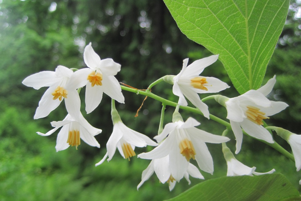 Image of Styrax obassia specimen.