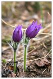 Pulsatilla patens