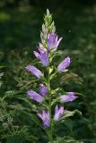 Campanula latifolia. Верхушка цветущего растения. Республика Татарстан, Волжско-Камский заповедник. 08.07.2011.