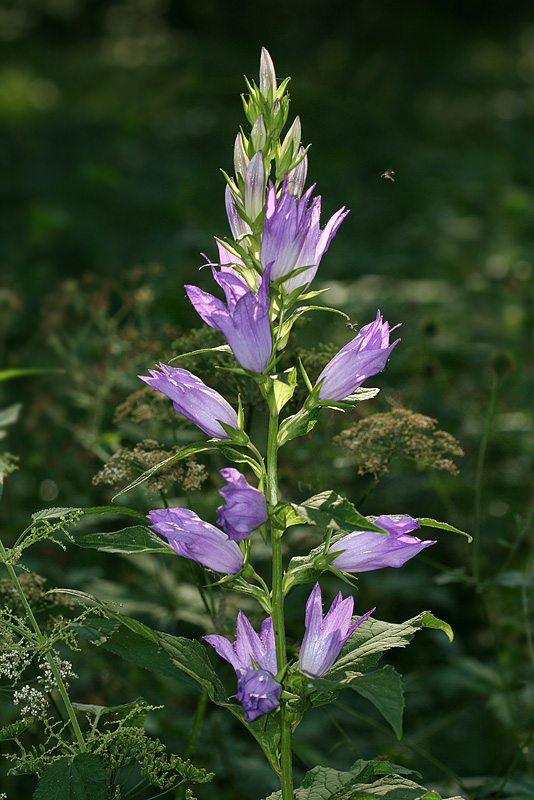 Image of Campanula latifolia specimen.