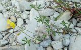 genus Lotus. Цветущее растение. Черноморское побережье Кавказа, щель Прасковеевская, русло р. Джанхот. 24.08.2011.