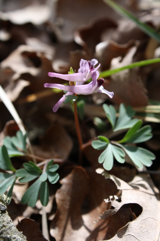Image of Corydalis paczoskii specimen.