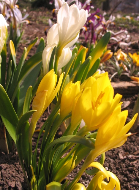 Изображение особи Sternbergia fischeriana.