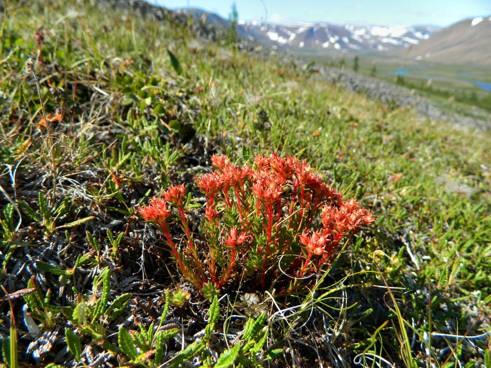 Image of Rhodiola quadrifida specimen.