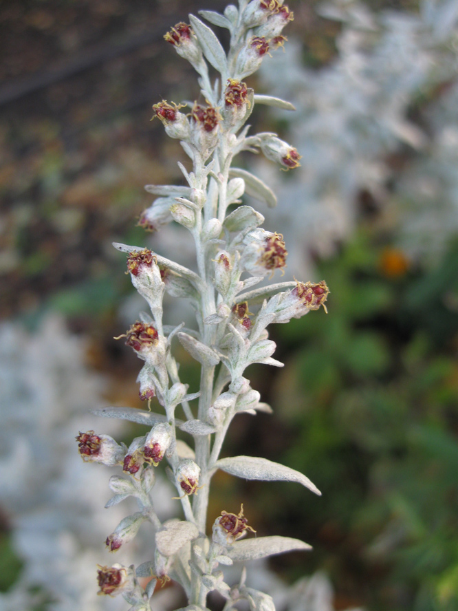 Изображение особи Artemisia ludoviciana.