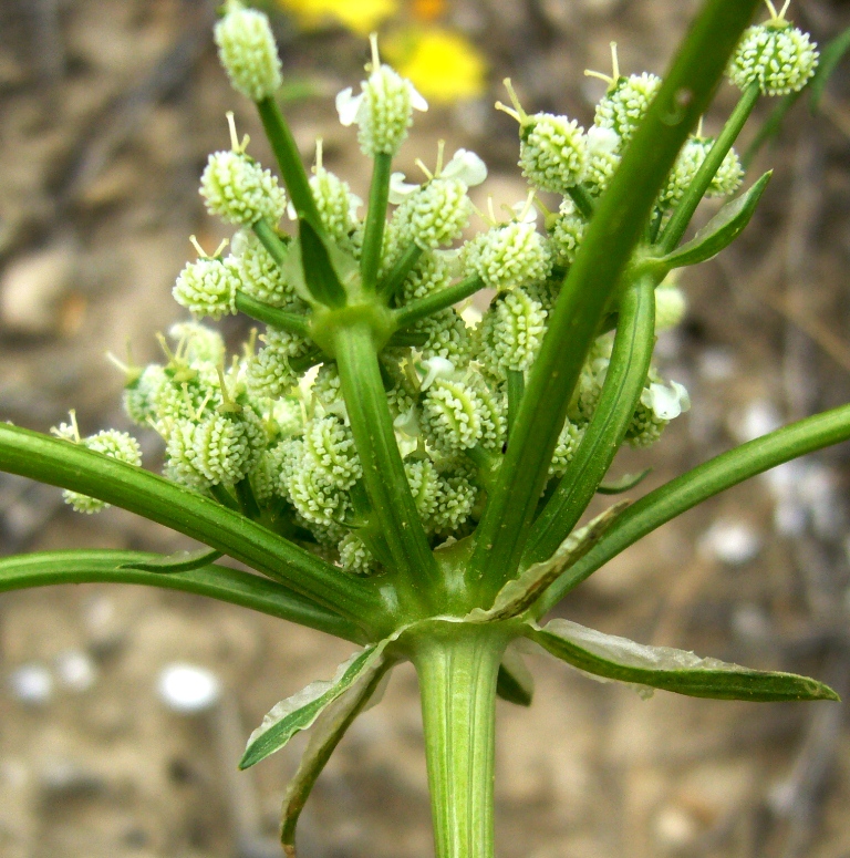 Image of Eremodaucus lehmannii specimen.