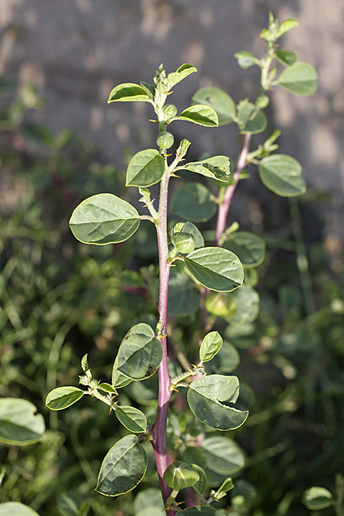 Изображение особи Capparis herbacea.