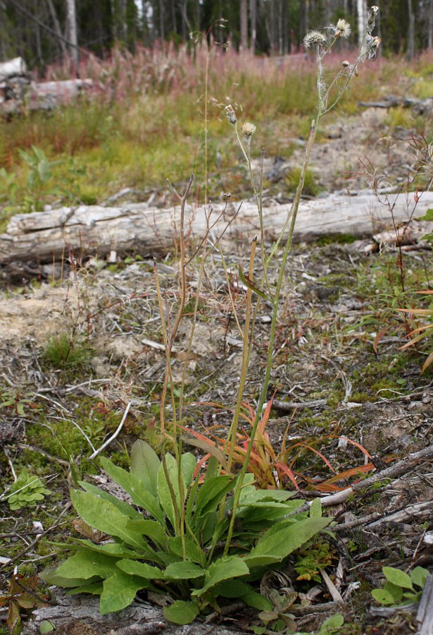Image of Hieracium subpellucidum specimen.